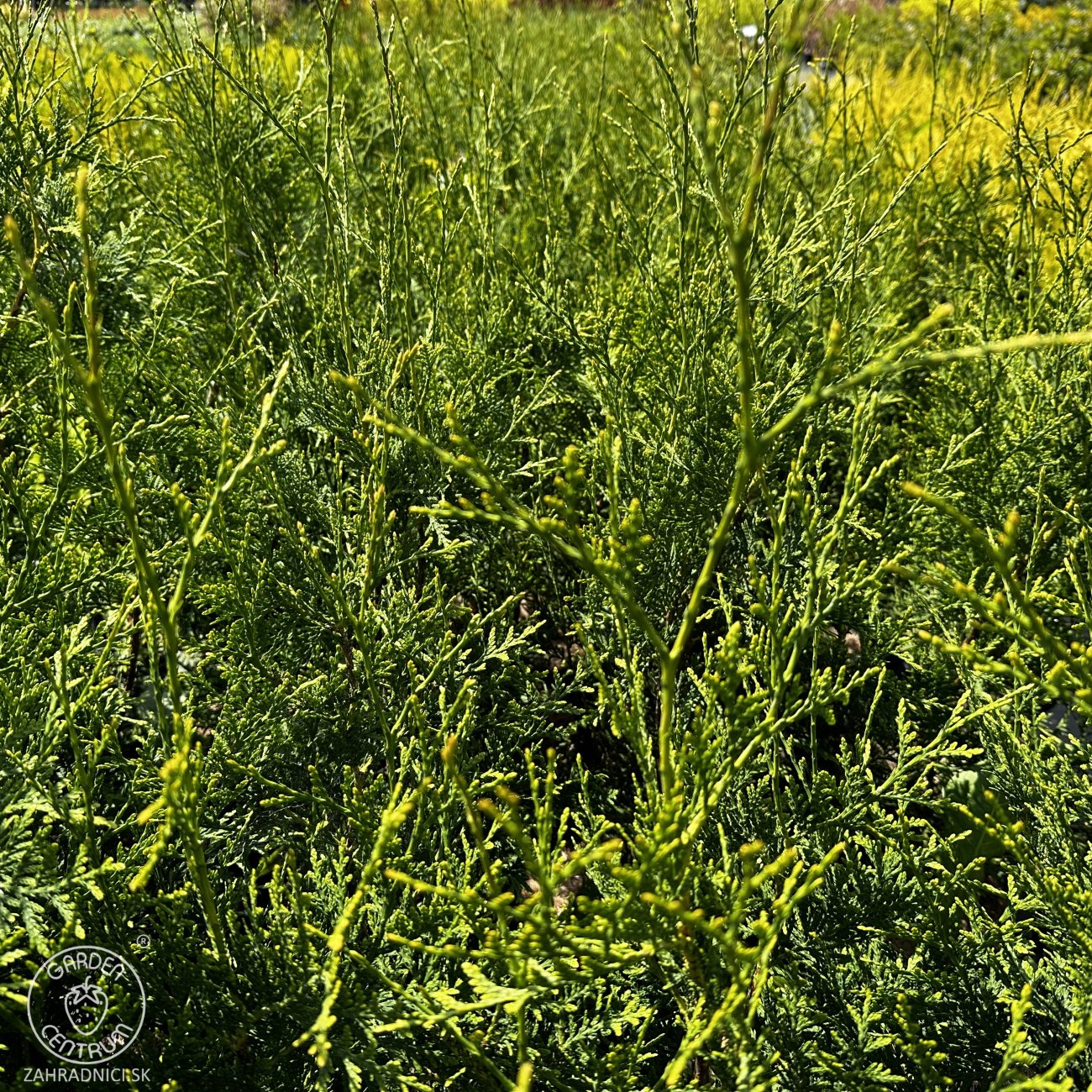 Obrázok Tuja západná (Thuja occidentalis) ´BRABANT´ - výška 50-60 cm, kont. C2L